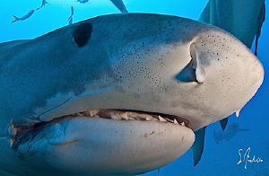 This Tiger Shark followed us from site to site following ... by Steven Anderson 
